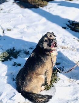 FELICITA, deine hübsche Begleiterin 😍 - Mylau