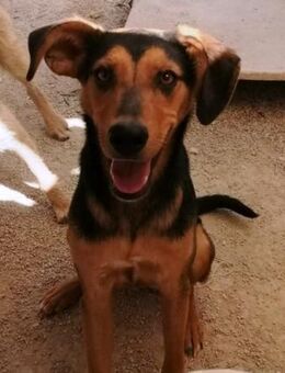 Nairi möchte so gerne die Welt entdecken - Laatzen