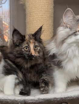 Norwegische Waldkatzen Kitten mit Stammbaum - Chemnitz