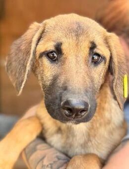 süße ERBSE ~ mit Ringelrute - Duisburg