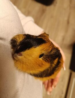 Meerschweinchen Weibchen - Knetzgau