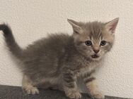 Katzenbabys zu verkaufen - Allmersbach (Tal)