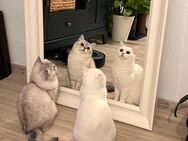 BKH Katzen suchen ein neues Zuhause - Dresden