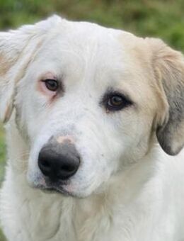 Bruna, geb. ca. 12/2020, Griechenland - Euskirchen