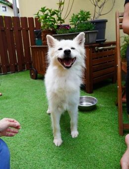 Kody SR-Gentleman sucht Glück - Neustadt (Rübenberge)