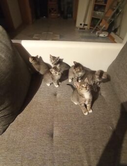 Kätzchen Katzenbaby's - Wahlstedt