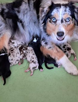 Australian Shepherd Welpen, ASCA Papiere - Kölleda