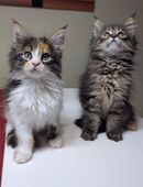 Wunderschöne Reinrassigen Main Coon Kitten XXL in 65205