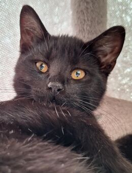 Reinrassige BKH-Kitten suchen ein Zuhause - Schermbeck