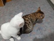 Kahomanee Bengal mix kitten suchen ein neues Zuhause - Furtwangen (Schwarzwald)