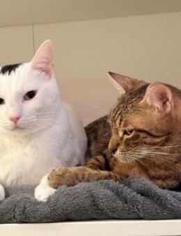 Oscar und Viktor aus dem Tierschutz - Grevenbroich