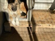 🐕 Lieber Ares sucht Dich! 💙 - Eislingen (Fils)