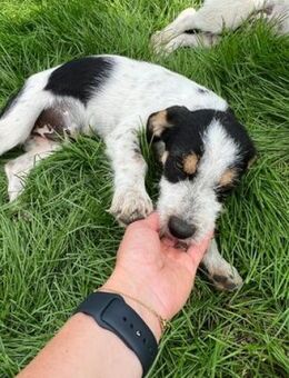 NORIS - hübscher Hundebub....... - Kempen