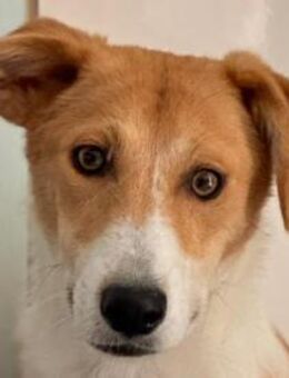 JIMMY-zuckersüßer, hübscher Rüde, 39 cm - Rösrath