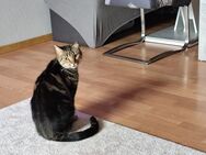 Kater Simba - Neckarsulm