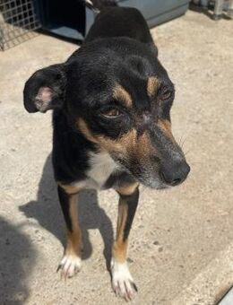 Liana - zarte schüchterne Seele - Velbert