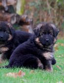 Deutsche Schäferhundwelpen Langhaar in 59399