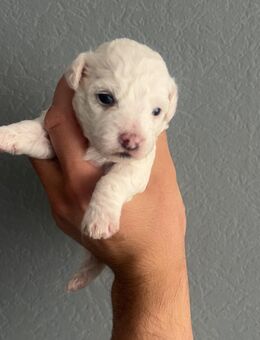 Süße Malteser hundewelpen - Ratingen