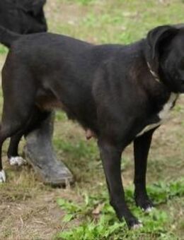 Ilcsi-LM,fröhliche Maus sucht Familie - Neustadt (Rübenberge)