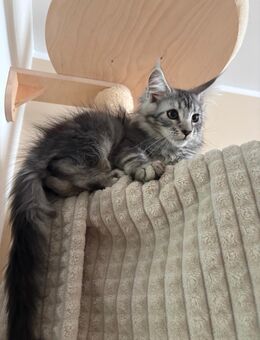 Maine coon kitten Mädchen - Gelsenkirchen