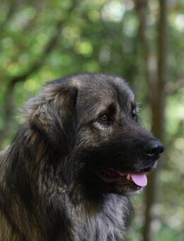 Gino sucht sein Glück ... - Hagen (Stadt der FernUniversität)