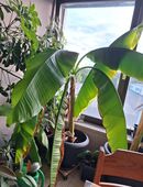 Bananenpflanze in 88361