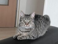 Wohnungs Katze - Dülmen