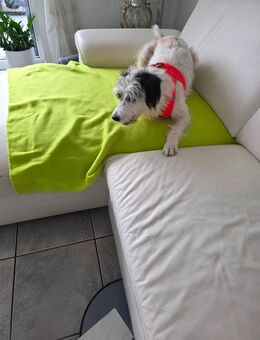 Terrier hündin zur vermitteln - Mönchengladbach