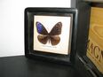 Schmetterlingskasten Dekoration Bild Schmetterling im Rahmen in 22523