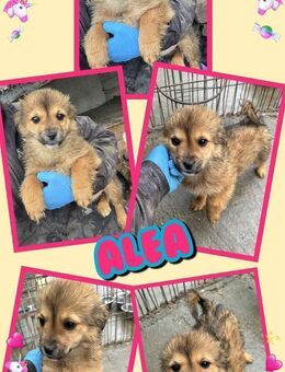 Alea- bald auf Pflegestelle! - Nürnberg