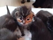 Xxl Maine Coon Kitten - Bechhofen (Bayern)