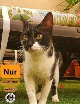 NUR, w., kastr., EHK, FIV+ - Sipplingen