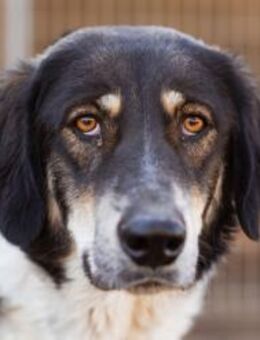 Liebste ♥Feyra♥ sucht ihre Familie - Hamburg