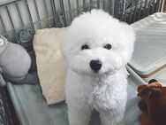 Bichon Frisé welpe - Erfurt