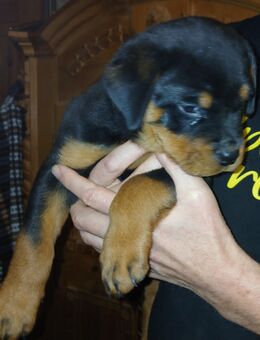 Rottweiler Welpen - Buch (Bayern)