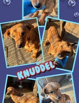 kleiner Knuddel wer holt mich zu sich? - Nürnberg