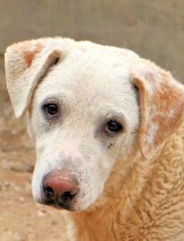 BODO - zurückhaltend & sehr liebenswert - Regensburg