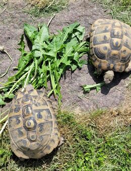 Zwei adulte THB-Weibchen zu verkaufen (Griechische Landschildkröten) - Lautertal (Odenwald)