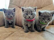 Kitten Britisch Kurzhaar Mix suchen ein neues Zuhause - Winsen (Luhe)
