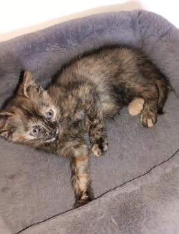 2 kleine Katzen suchen ein Zuhause - Aindling