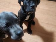 Cane corso welpe abgabebereit - Köln