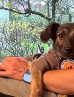 Goldiges Hundemädchen Solea - München