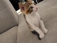 Tricolor Kitten vom 17.03.25 - Köln