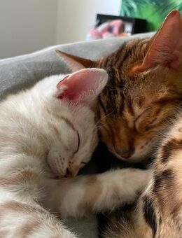Reinrassiger Bengalkater Seal Lynx Point mit Stammbaum - Rockenberg