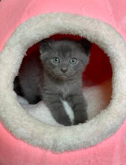 BKH / Thai Siam Kitten - Bentwisch