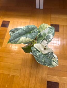 Alocasia Silver Dragon Albo - Nusplingen