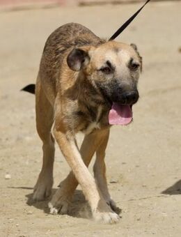 Nata, liebevoll, lernwillig, offen - Westerholt