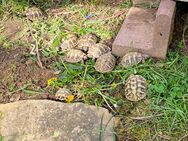 Griechische Landschildkröten zu verkaufen - Liederbach (Taunus)