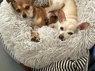 SOPHIE und KAAMI ❤️ 2 Chihuahua Seelen - Kissing