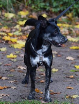 Unsere sehr verschmuster, agiler Pinschermischling Luis, Rüde 11,5 Monate alt , kastr. sucht noch ein Zuhause (Endgröße ca 50 cm ) - Hohe Börde